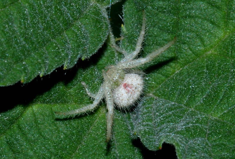 Heriaeus sp.